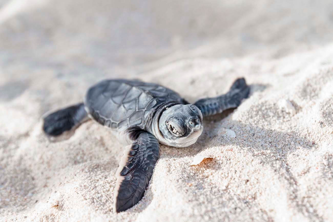 Now Jade Riviera Cancun - Sea Turtle Release