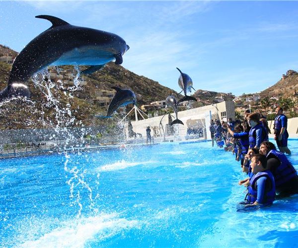 Grand Solmar Lands End Resort Restaurants and Bars - Swim with Dolphins